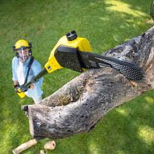 Professional Tree Removal in Grangeville, ID