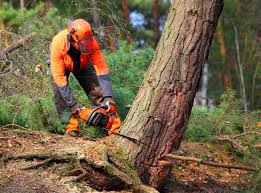 Best Soil Testing and Treatment  in Grangeville, ID