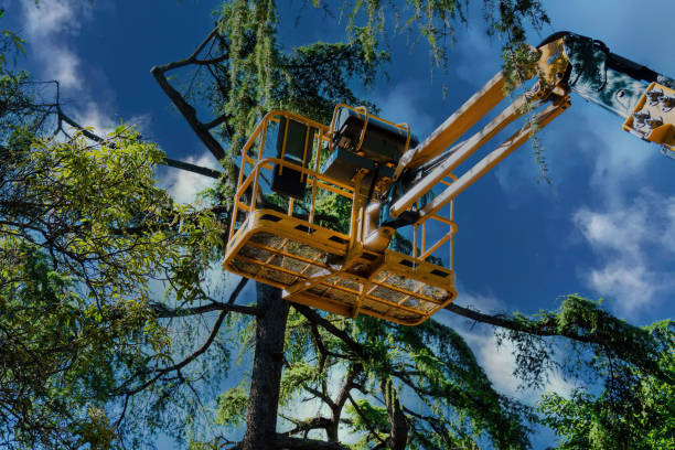 Best Hazardous Tree Removal  in Grangeville, ID