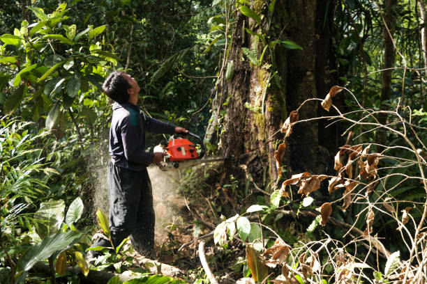 Best Tree Preservation Services  in Grangeville, ID