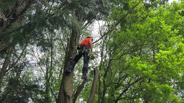 Best Tree Removal  in Grangeville, ID