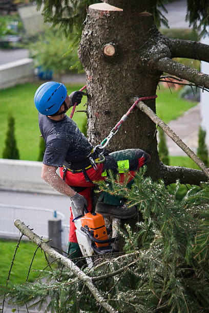 Best Lawn Drainage Solutions  in Grangeville, ID