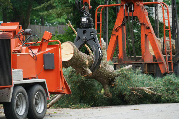 Organic Lawn Care Solutions in Grangeville, ID