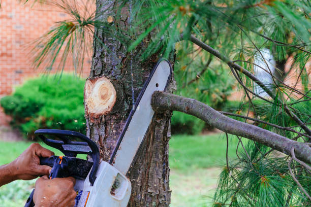 Best Tree and Shrub Care  in Grangeville, ID